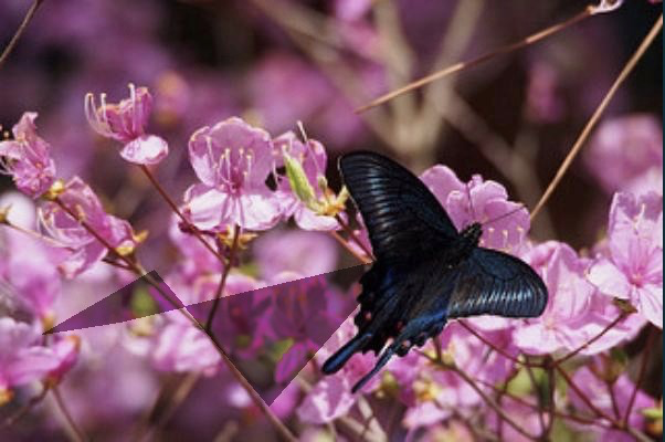 图像增强库albumentations一