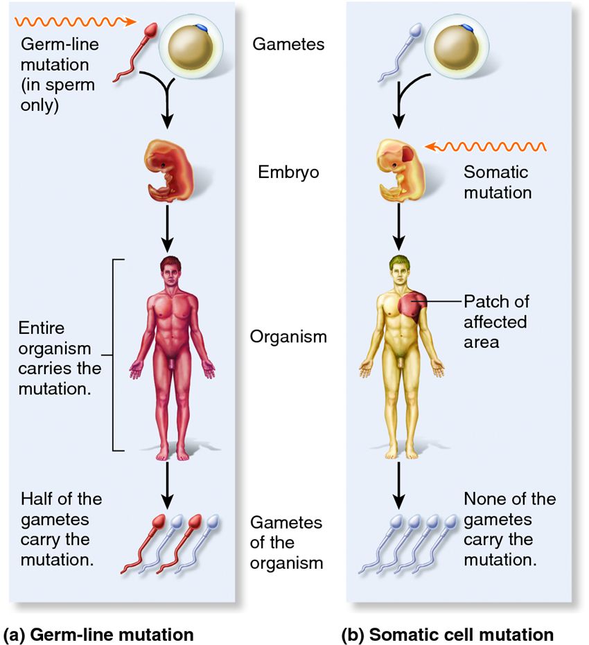 Omics精进03|一文彻底搞明白Germline Mutation和Somatic Mutation