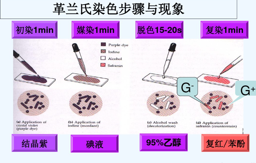 微生物实验之革兰氏染色