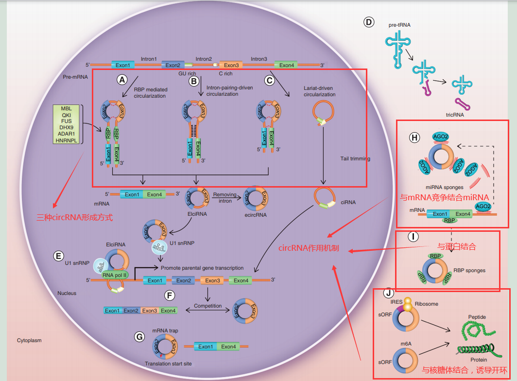 Omics精进07|转录组之mRNA|miRNA|lncRNA|circRNA测序简介_pythonic生物人的博客-CSDN博客