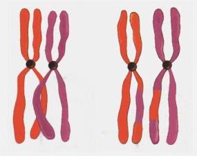 染色体交叉过程