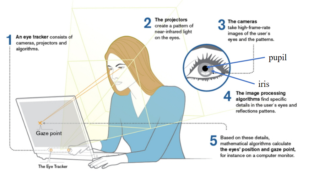 眼动数据分析基础01