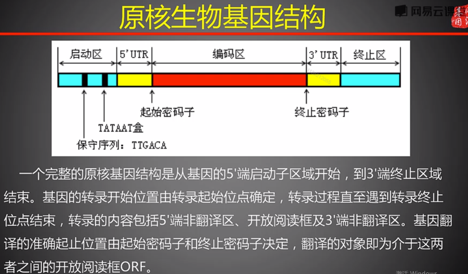 原核生物基因结构图片