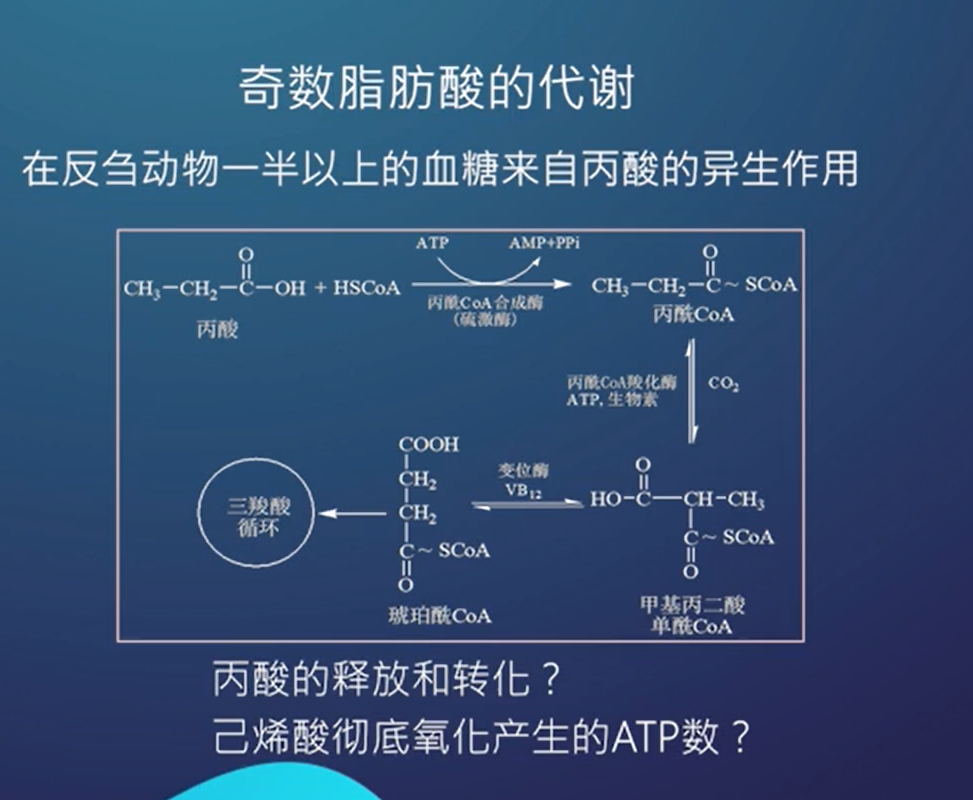 琥珀酰辅酶A图片