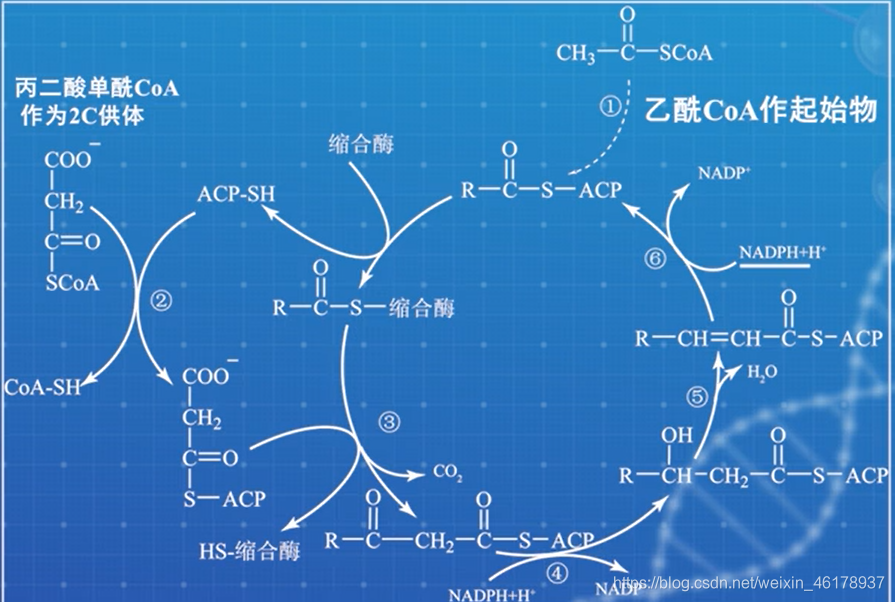 阿利沙坦酯片怎么样_阿利沙坦酯_阿利沙坦酯片伤肾