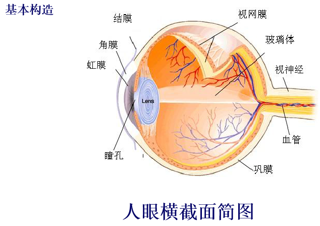 二,视觉系统的基本构造