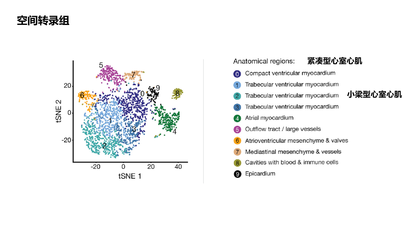 【CELL 心脏时空图】A spatiotemporal organ-wide gene expression and cell atlas ...