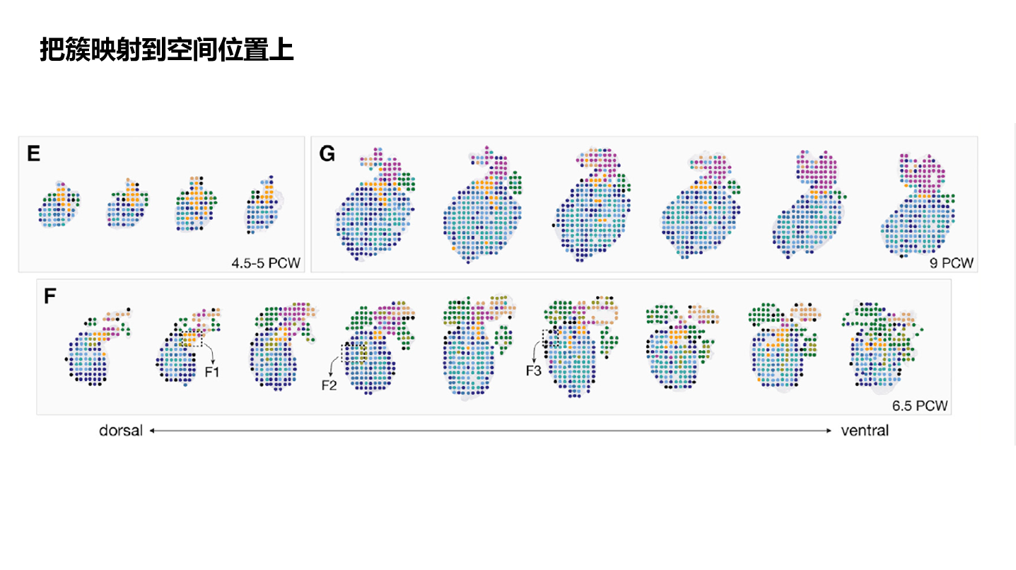 【CELL 心脏时空图】A spatiotemporal organ-wide gene expression and cell atlas ...