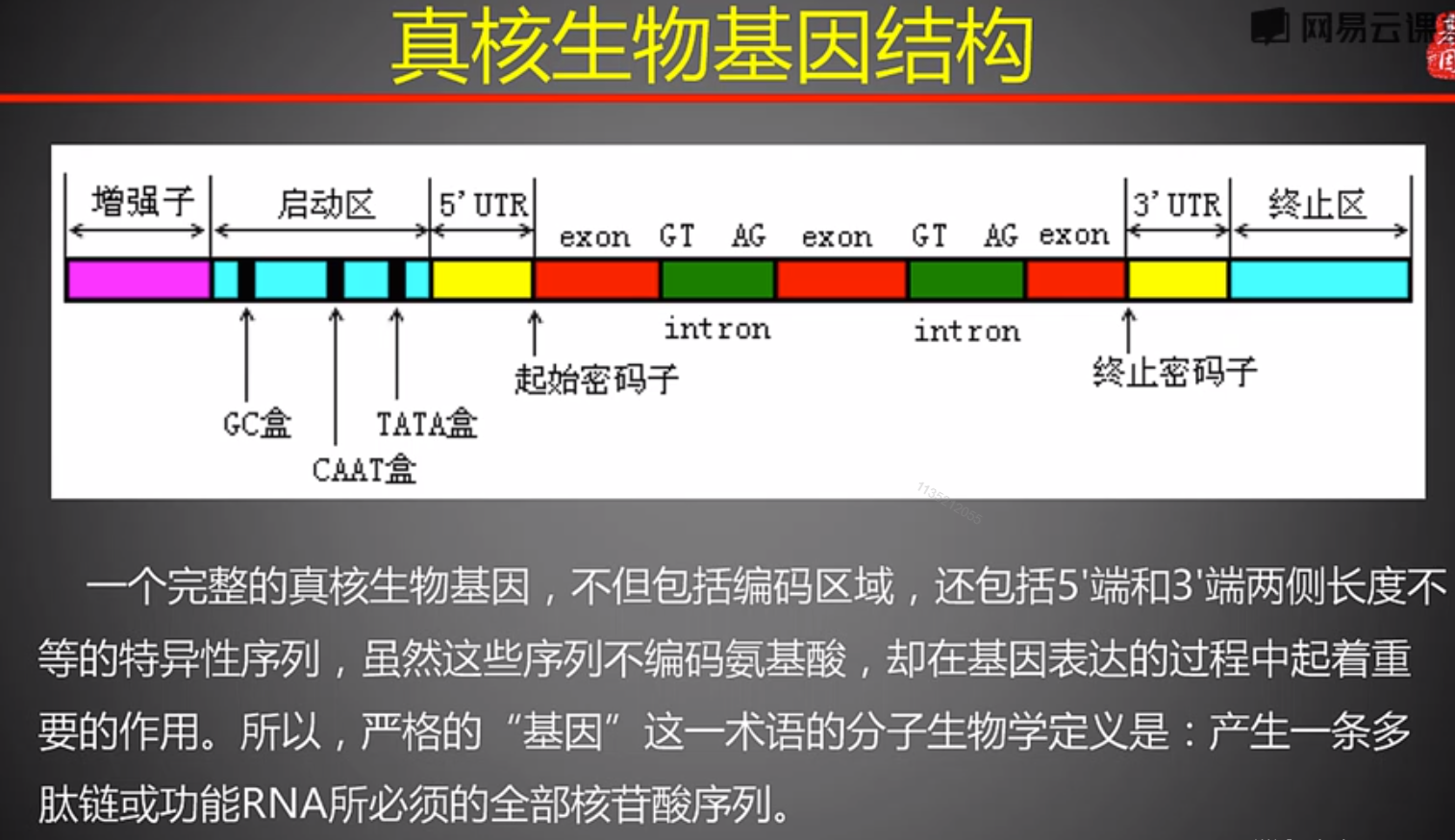 真核生物基因