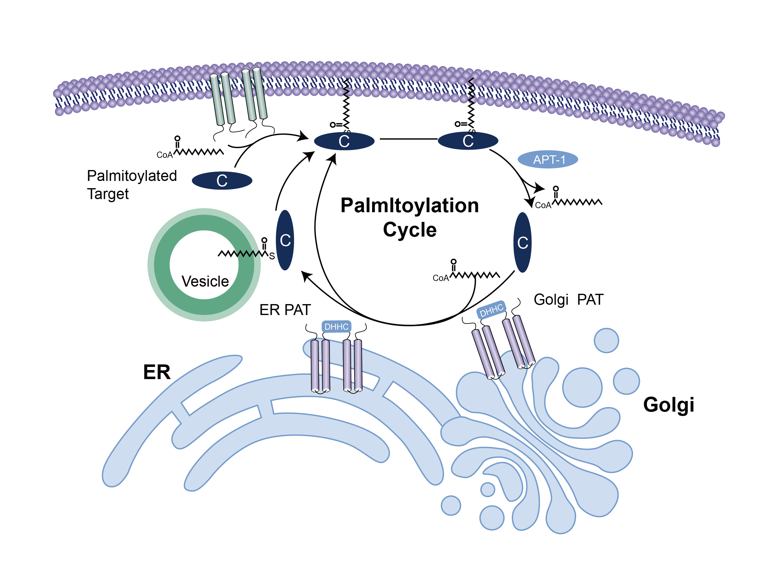 方法篇s棕榈酰化蛋白修饰质谱鉴定方法