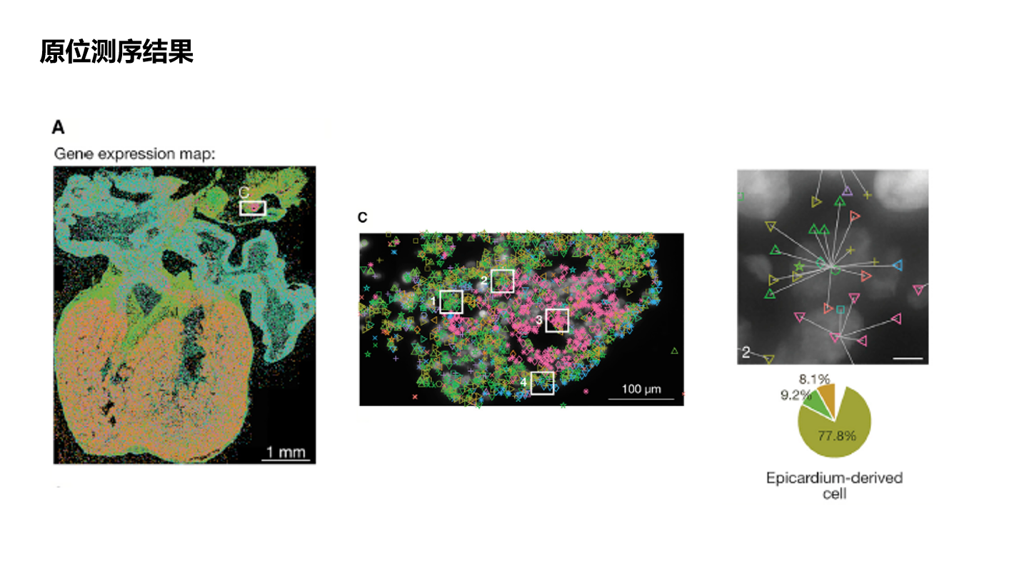 【CELL 心脏时空图】A spatiotemporal organ-wide gene expression and cell atlas ...