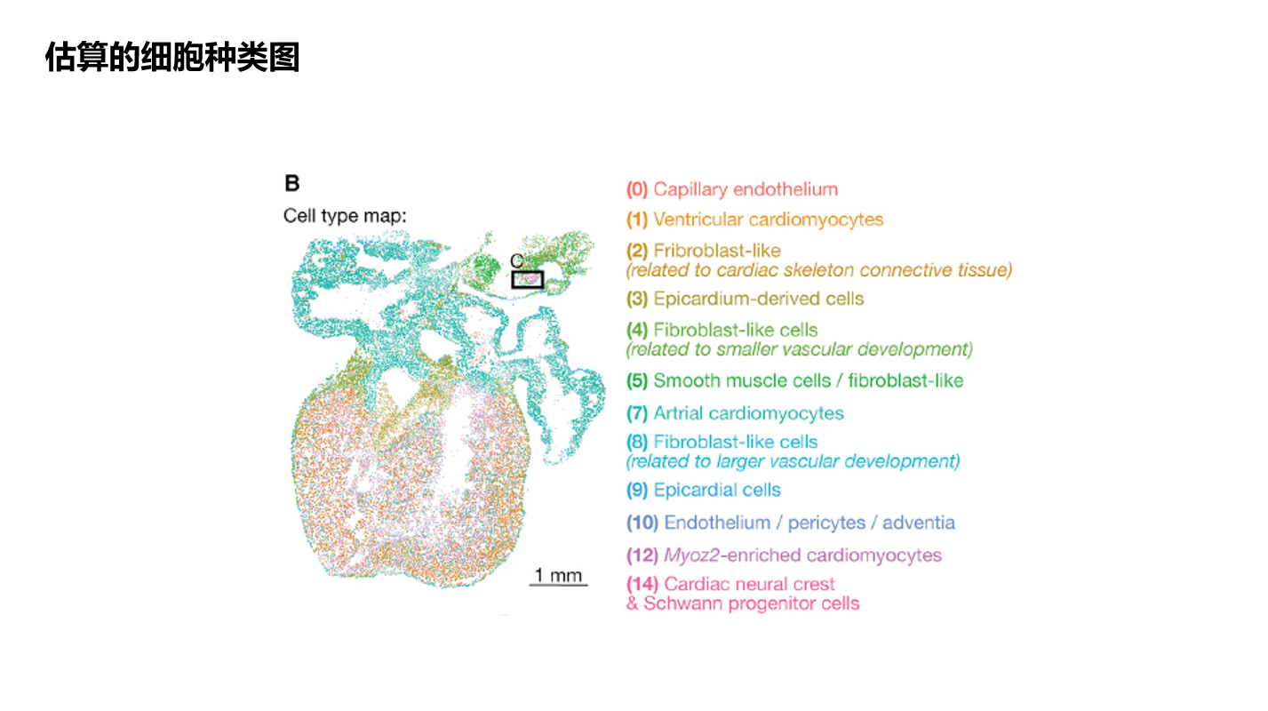 【CELL 心脏时空图】A spatiotemporal organ-wide gene expression and cell atlas ...