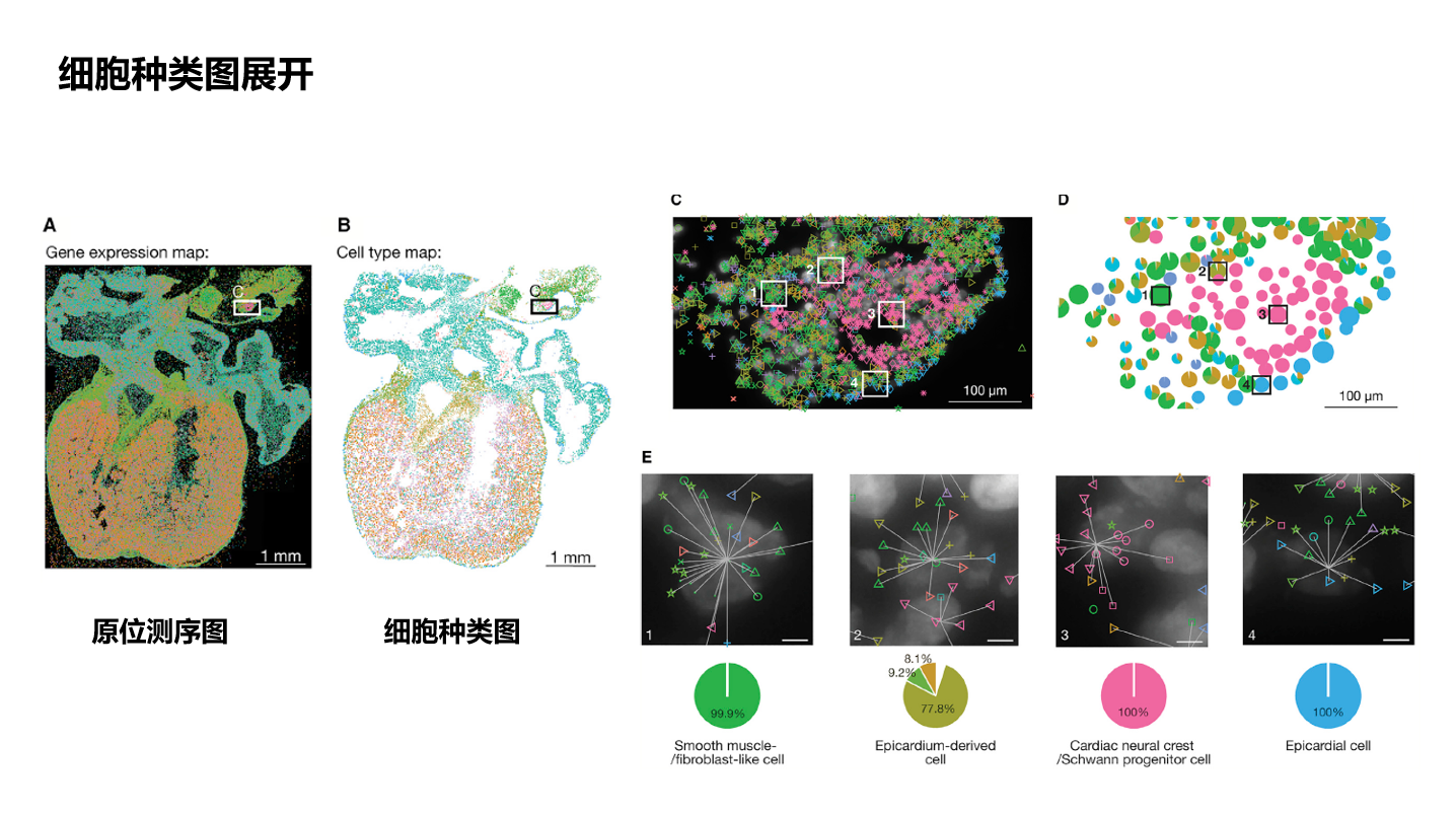 【CELL 心脏时空图】A spatiotemporal organ-wide gene expression and cell atlas ...