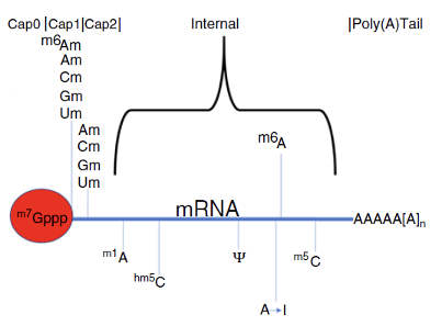 m5C-RNA—掀起表观转录组学研究新浪潮_rna-bisseq-CSDN博客