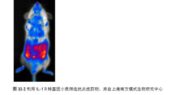 小鼠的活体成像肿瘤模型的建立