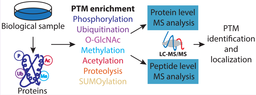 【方法篇】液质联用（LC-MS）结合BAP方法分析蛋白泛素化修饰