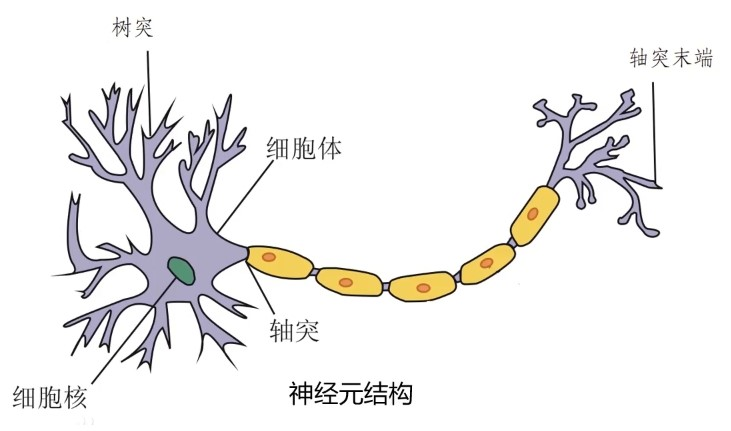 人工神经元结构图图片