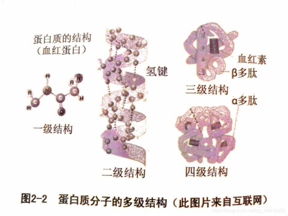 生物信息学基础知识Day1_第三类生物信息大分子-CSDN博客