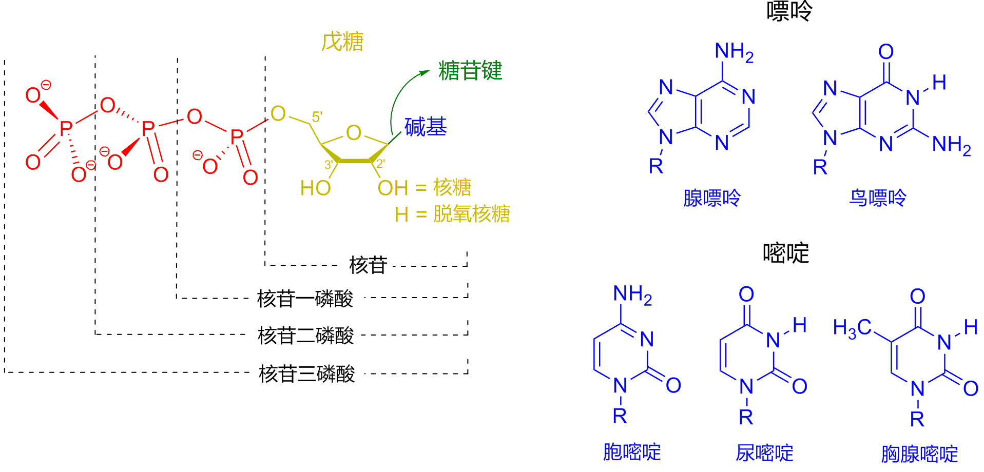 五种碱基结构简图图片