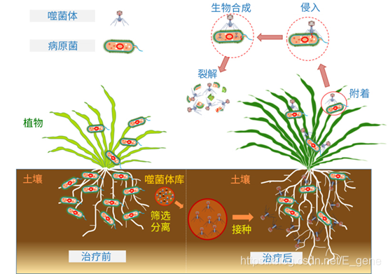 40至50年前,噬菌体疗法作为控制植物病原体的手段,在农业环境中被广泛