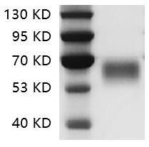 图CD28