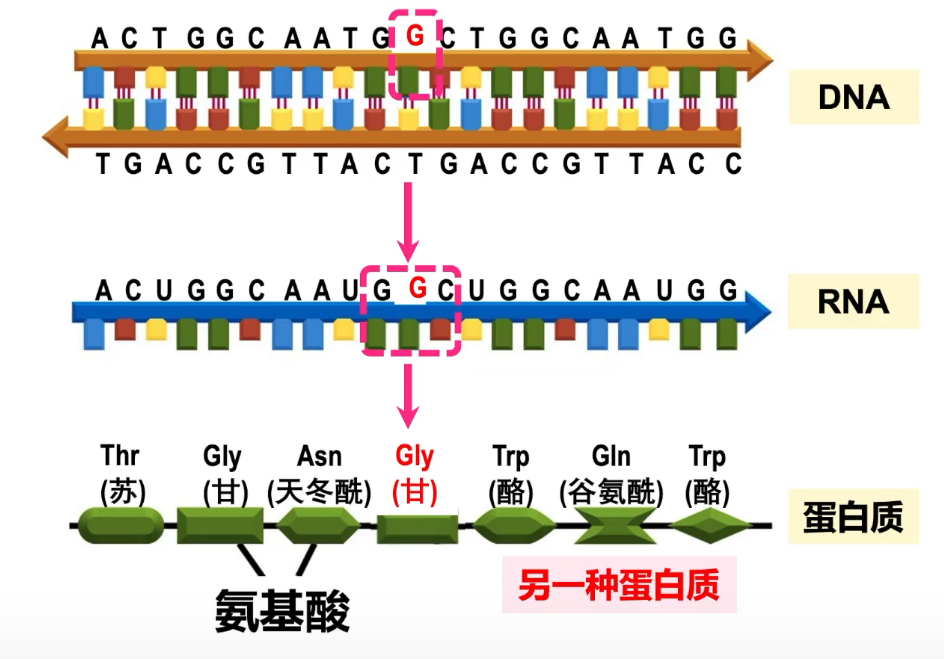 中心法则entraldogma