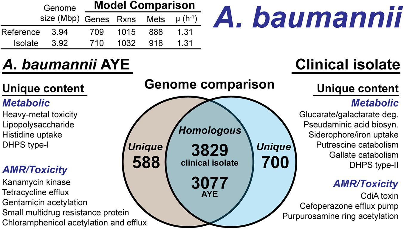 high-quality genome-scale models from error-prone, long-read