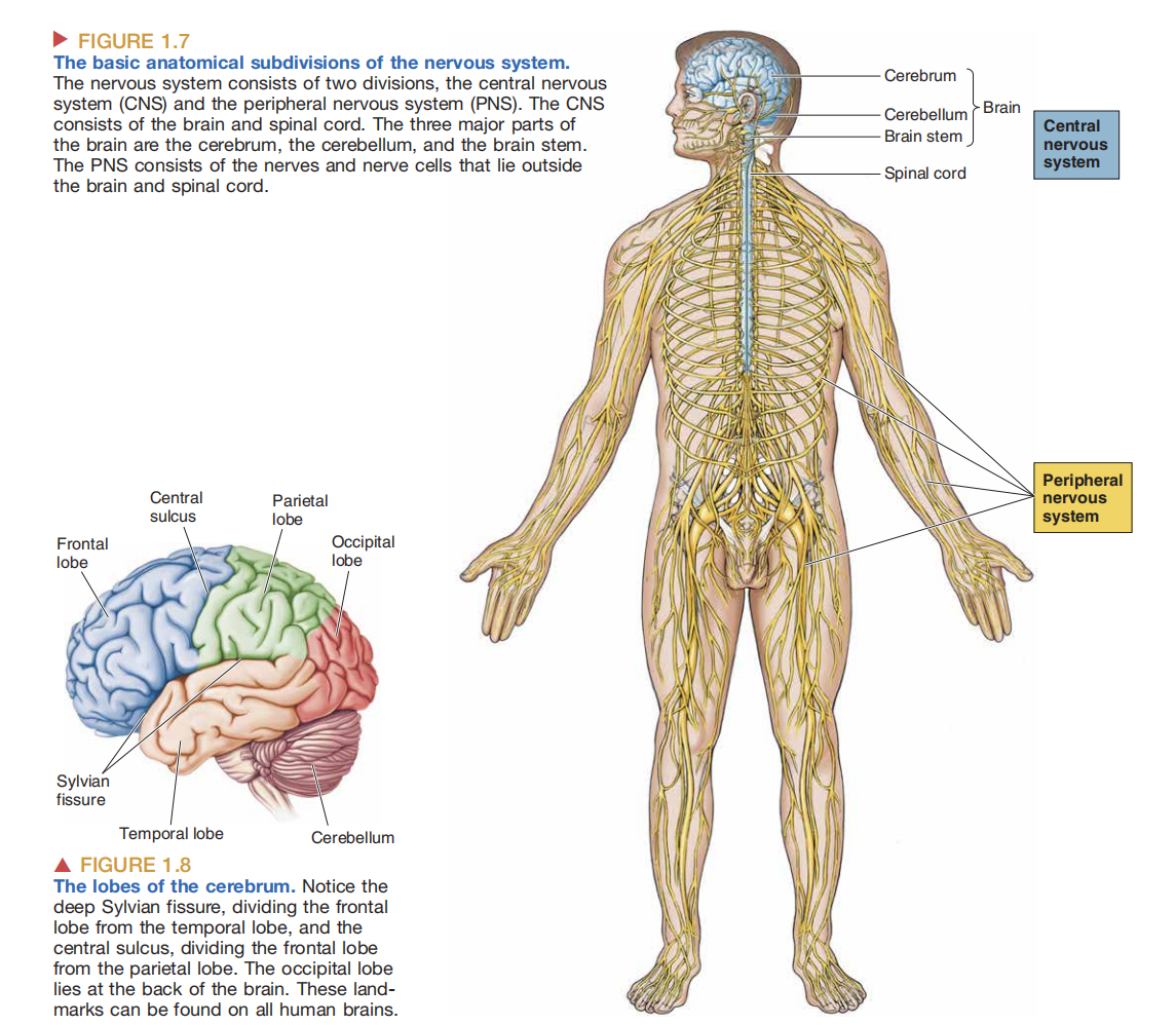 神经系统组成,与不同脑叶