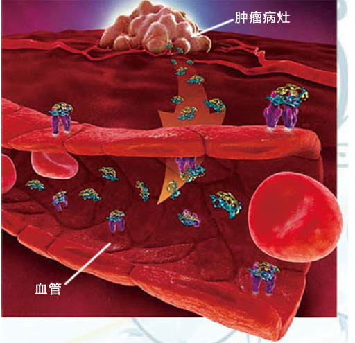 聚乙二醇改性细胞因子（PEG-GH/rhGH）有什么功能呢？