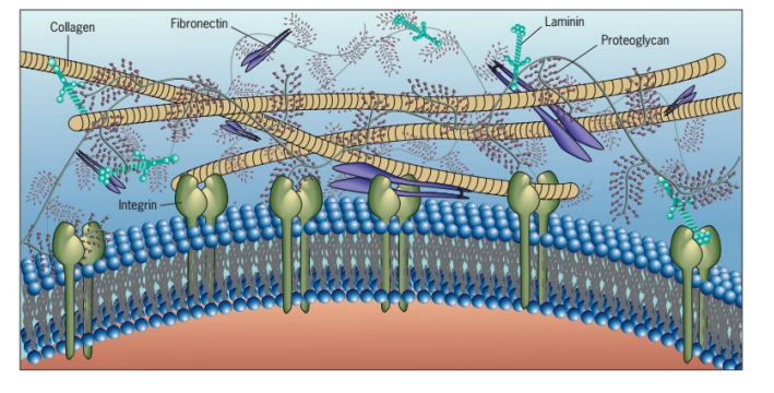 培养肿瘤细胞,用于肿瘤转移研究.