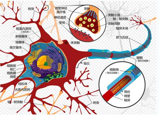 神经细胞示意图