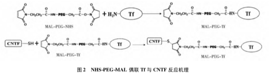 你了解这两种聚乙二醇修饰的细胞因子（PEG- CNTF/ TNF-a）吗？