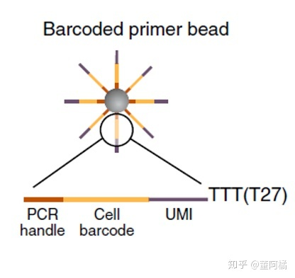 理解高通量测序技术和单细胞测序技术（自用）