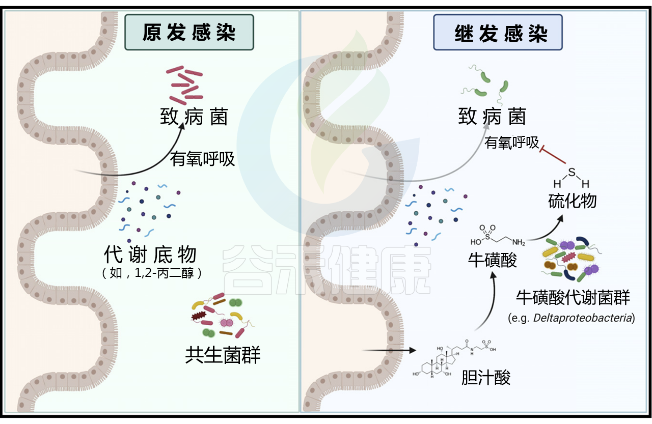 微生物群也有记忆微生物群能被训练