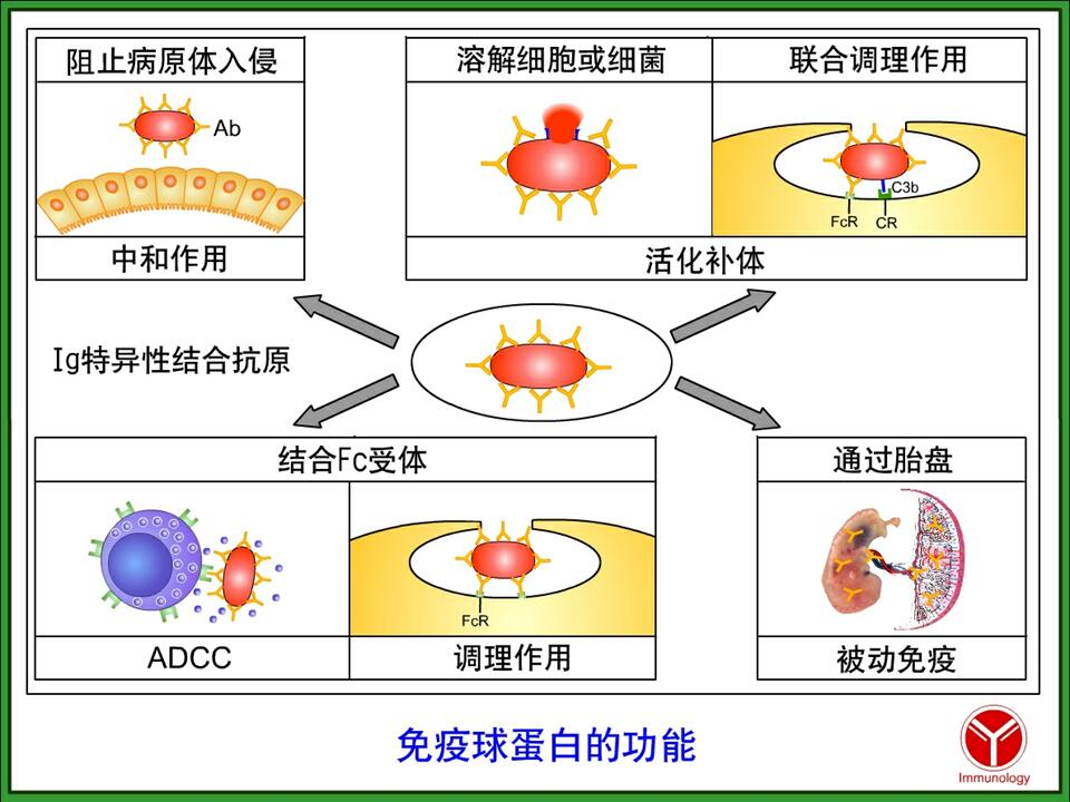 要点整理抗体定义介导体液免疫的重要效应分子,是b细胞接受抗原刺激后