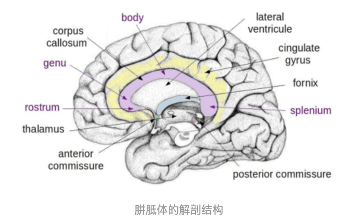 胼胝体在脑部的位置图图片