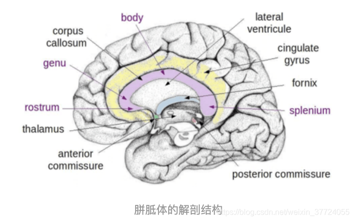 胼胝体的解剖结构