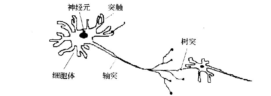 神经组织简笔画图片