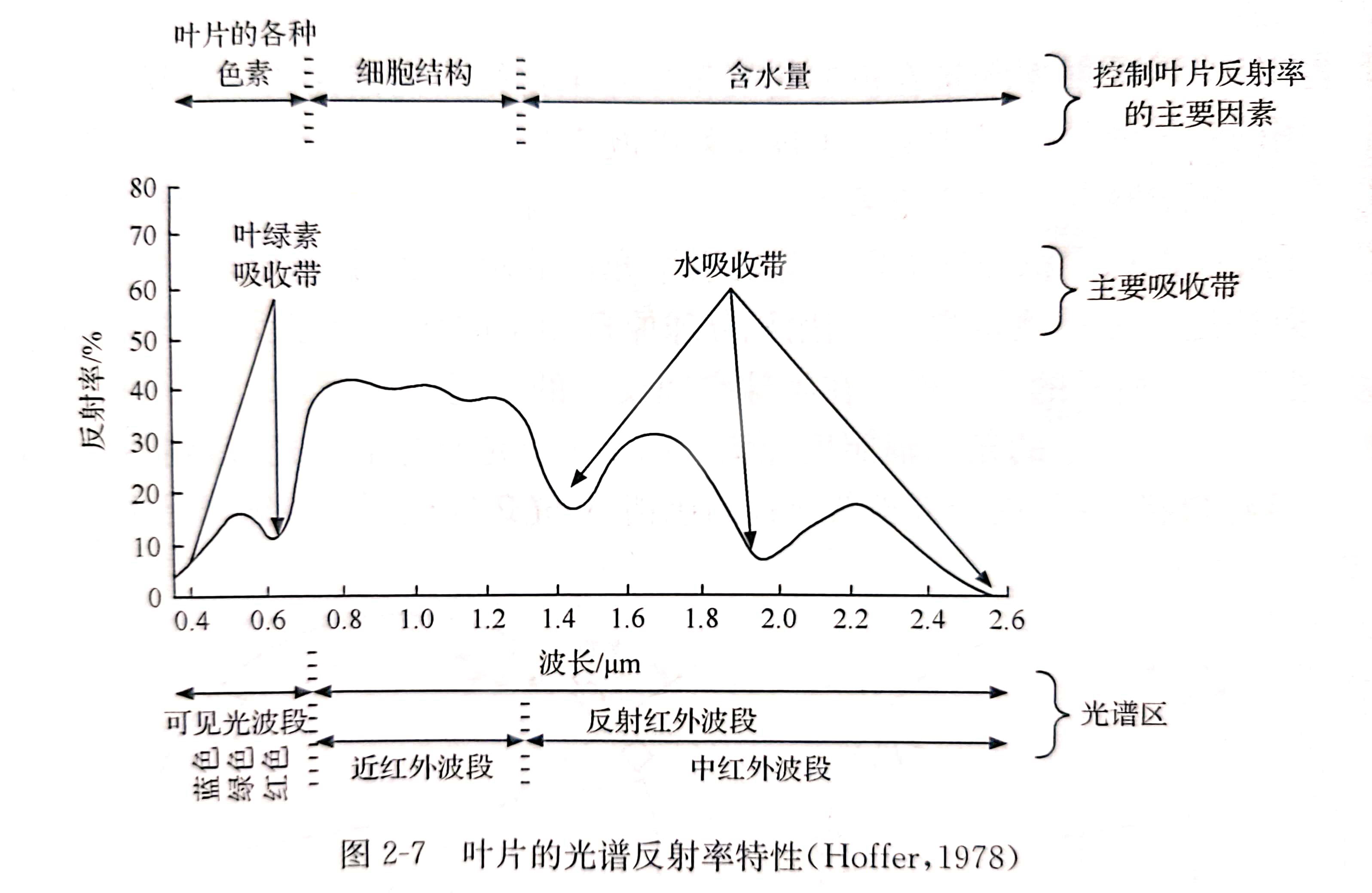 植物光合作用曲线图图片