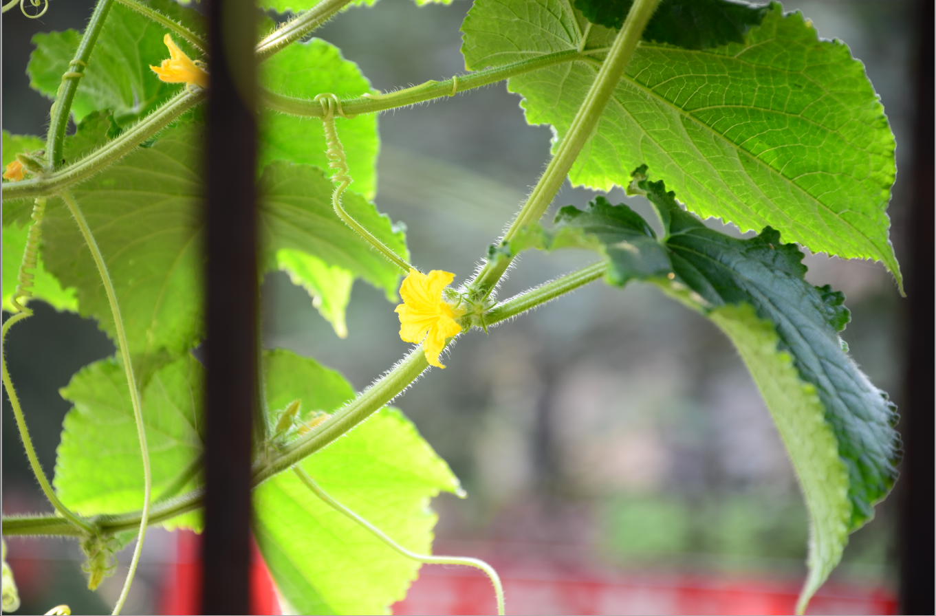 一段没有用到的右连接代码,如果选择的初始子图是