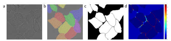 用差示干涉对比显微镜记录玻璃上的海拉细胞。(一)原始图像。(b)覆盖ground truth segmentation。不同的颜色表示不同的HeLa细胞。(c)生成分割掩码(白色为前景，黑色为背景)。(d)以像素级的损失权值映射，以迫使网络学习边界像素