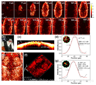 双光子成像和近红外二区荧光共聚焦成像/树状大分子CT/MRI双模态成像造影剂/锰螯合物磁共振成像(MRI)