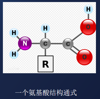 蛋白质结构预测---蛋白质残基的基础知识（一）[亲测有效]