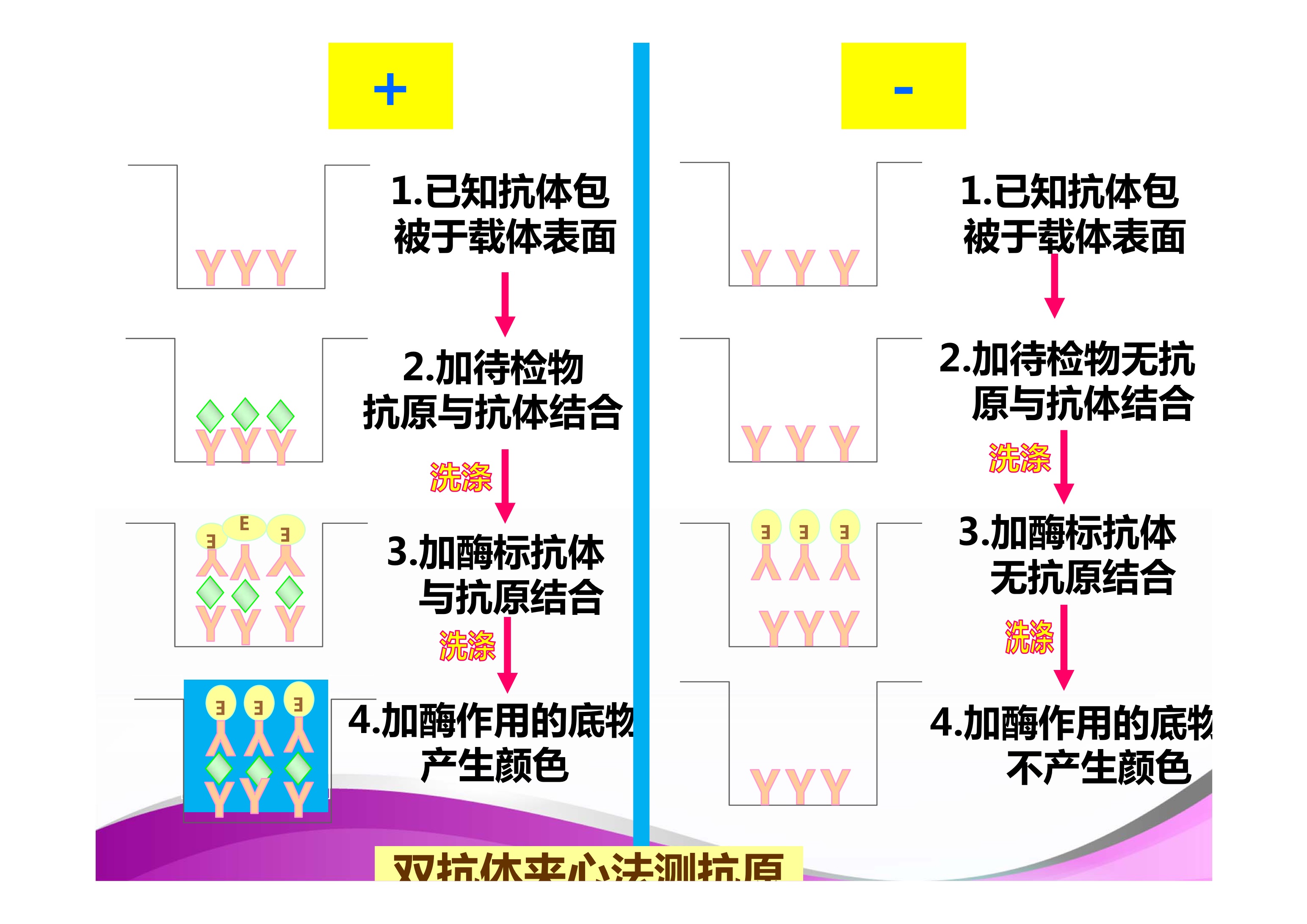 双抗体夹心法流程图图片