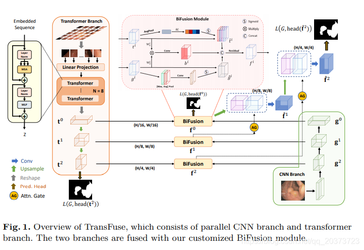 TransFuse