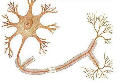 提起神經網絡,我們最為直觀的感覺是——像大腦中一個個神經細胞連接