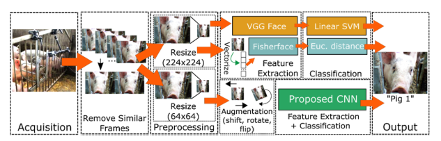 处理流水线展示了本文采用的三种方法对猪的人脸识别的采集、预处理步骤、特征提取和分类