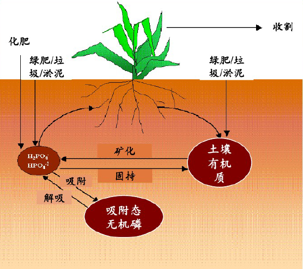 磷循环示意图图片