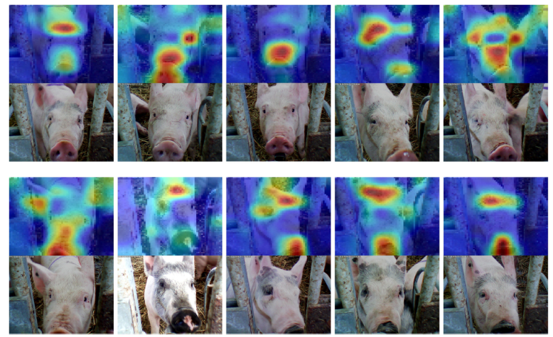 类激活地图覆盖在输入图像和原始照片。这让我们确信，网络并没有根据猪的脸(例如时间戳)以外的其他东西学习识别特征。猪的排列顺序与图3相同，顶部一行为猪1-5，底部一行为猪6-10。