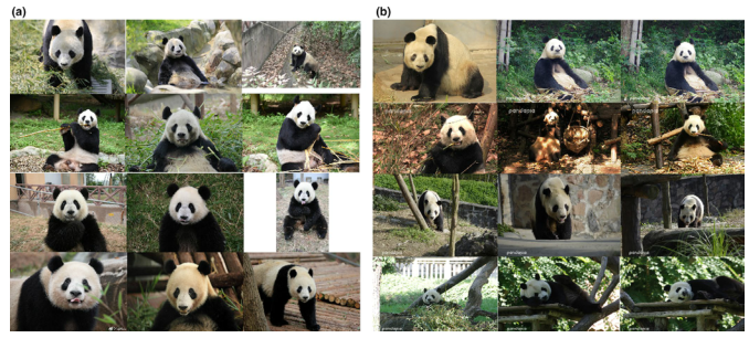 (a)正确识别大熊猫的图片例子和(b)错误识别大熊猫的图片例子。每行图片都来自同一只熊猫。前两列的图像来自于训练集。最后一列中的图像来自测试集